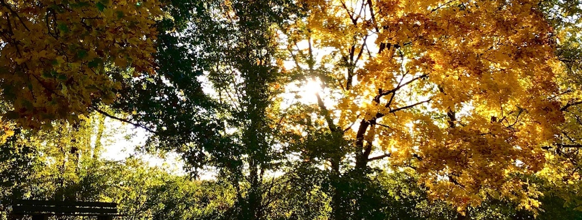 (C) Krystyna Martin - Waldsonne