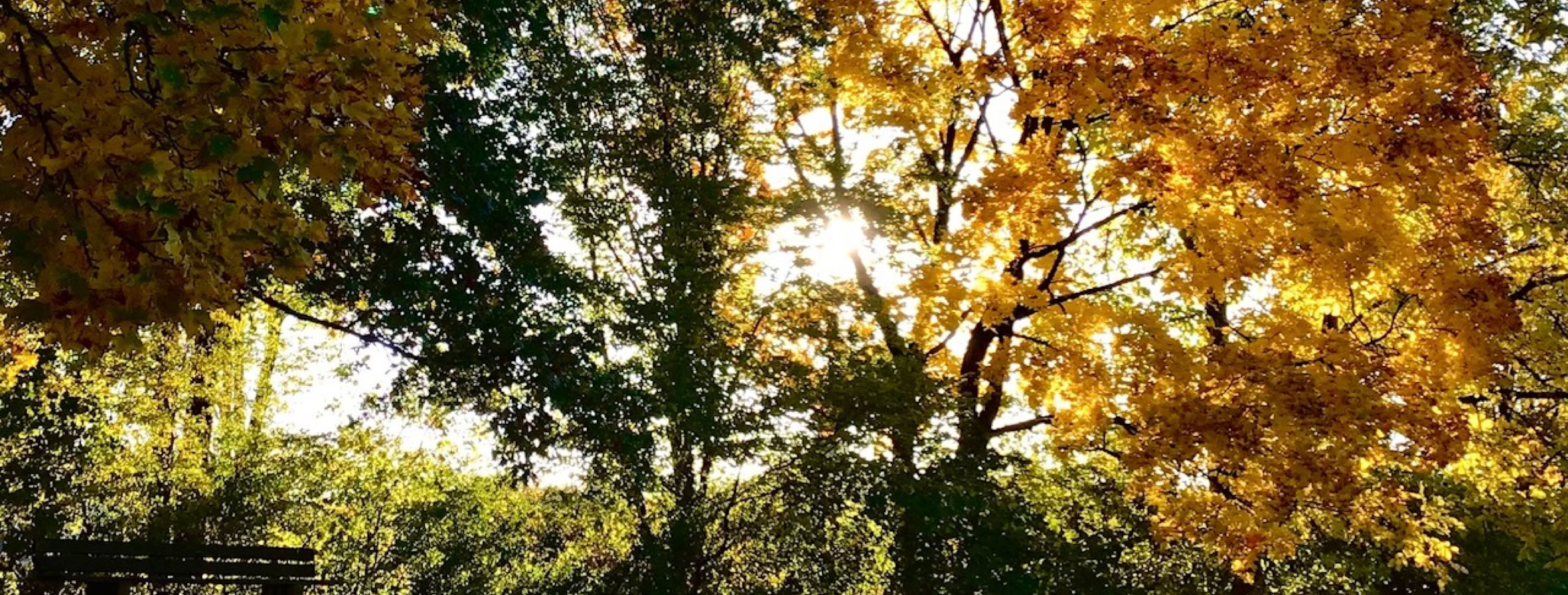 (C) Krystyna Martin - Waldsonne